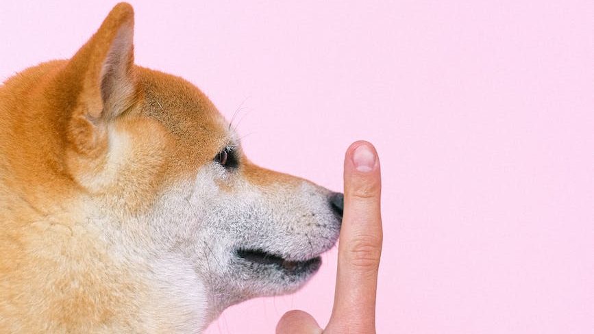 Shiba Inu being silenced with a finger. Photo by Anna Shvets on Pexels.com.